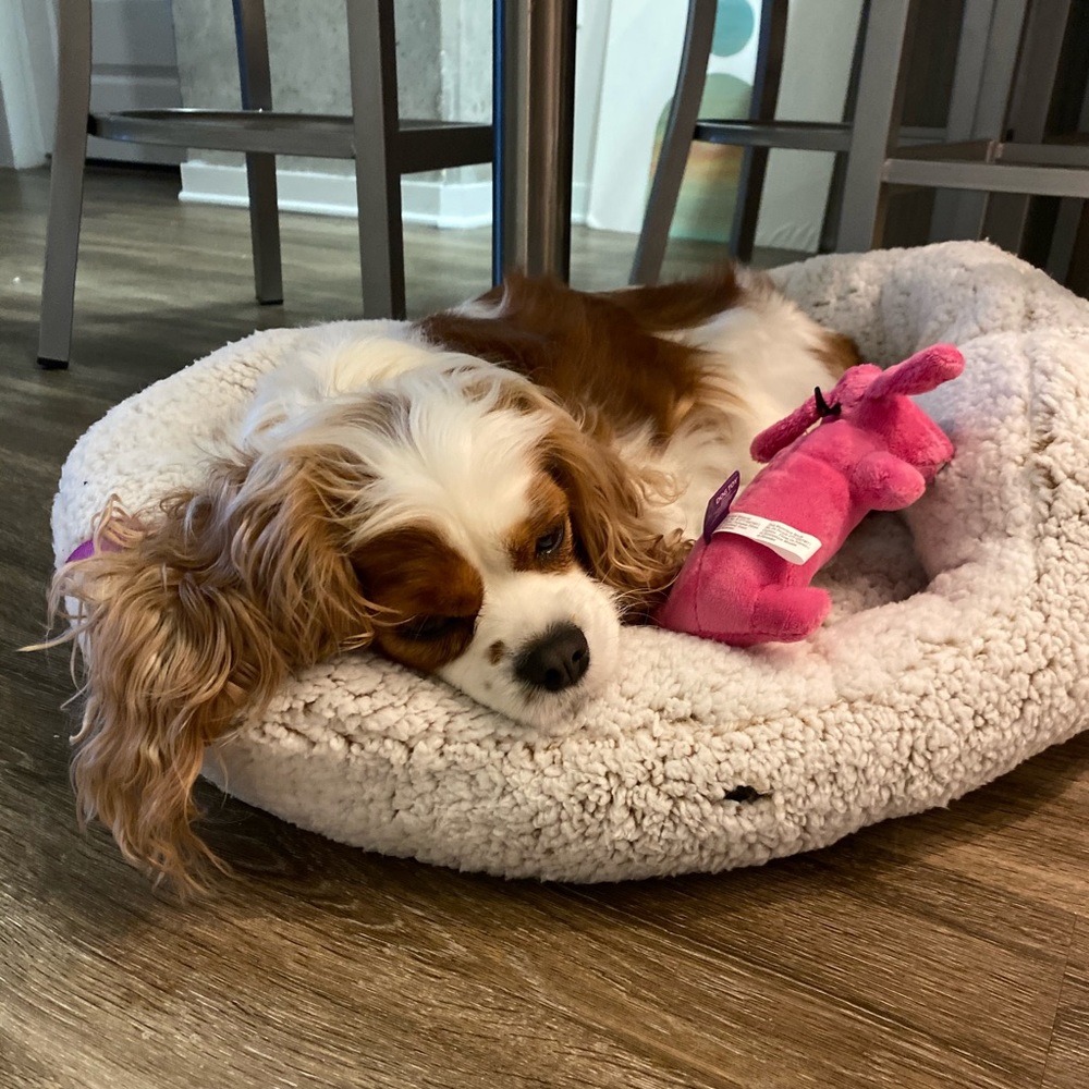 Meet your Posher, Grace